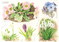 Early bloomers, Nicole Hörold
